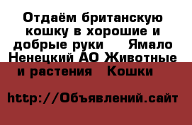 Отдаём британскую кошку в хорошие и добрые руки.  - Ямало-Ненецкий АО Животные и растения » Кошки   
